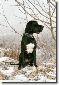 Dante �esk� Sirius