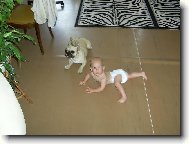 Buldo�ka Greis a dcerka S�ra