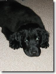 Bonee jak d�l� ps� o�i