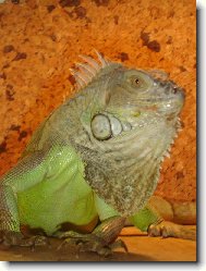 Legu�nka zelen� - EDA