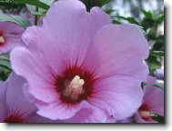 R��ov� ibi�ek