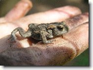 Sko�it nebo nesko�it?