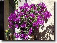 Exotick� kr�sa - vyp�stovan� na severu �ech