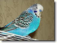 Andul�k  Frajer  Jack