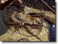 V�ude dob�e, v koloto�i nejl�p