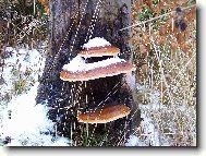 R�da se chod�m proch�zet do lesa :-))