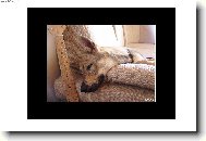 Baron z Hvozdeck� kotliny