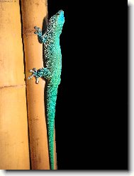 Felzuma Madagaskarsk�