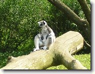 P�em��l�m...