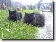 Na�e dv� ���i