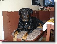 Nellinka-dom�c� mazl��ek