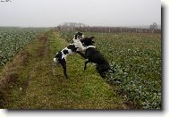 Dv� dogy p�i h�e