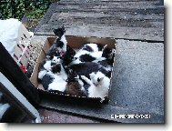 Kolik d�t� a kolik matek?