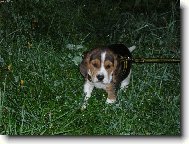 prvn� vych�zka v nov�m domov�