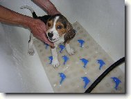 vesel� koup�n�