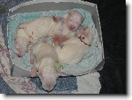 ��blice Blansk� les