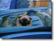 Jsem ale hodn� na�tvan�!!!