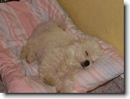 Utahan� po proch�zce