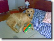 V�no�n� d�rek