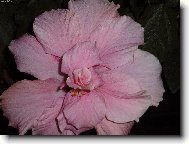 r��ov� krinol�na