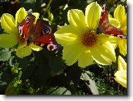 mot�li a ji�inky