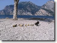 Rodinn� proch�zka