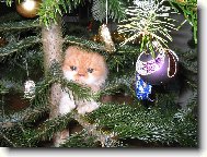 Pum�k nebo chlupat� ozdoba?