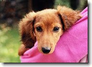 Portr�t �t�n�te