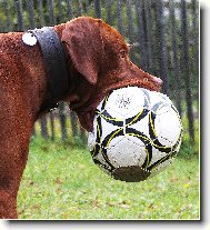 Fotbalista za��te�n�k aneb p��li� velk� sousto