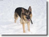 Kde ty lo�sk� zimy jsou...