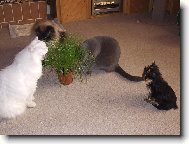 Ajinka a jej� kamar�di