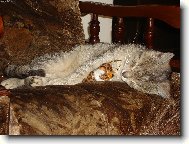 Jedin� s ply���kem