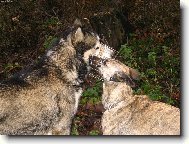 N�co ti po�ept�m...