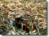 �v�dsk� trojka