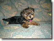 Nelu�ka Ale Um� P�zovat ...