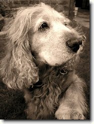 Pes,p��tel �lov�ka