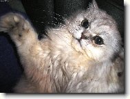 ko�i�� hr�tky