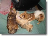 Gynekolog.vy�et�en�