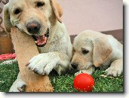 Ps� mamina �es�