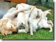 �es� a jej� roztomile d�ti�ky