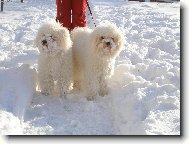 Na�e fenky na sn�hu