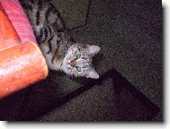 Ko�i�� �nava