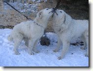 to se m�me,ale r�di