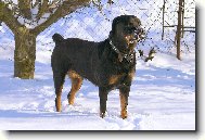 Rotvajlerka Queen (sly�� i na jm�no Fredy)