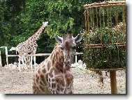 kr�sn� o�i �irafy