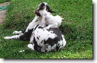 N�meck� doga
