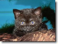 britsk� �okol�da