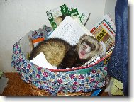 Tohle je m�j ko�!!!