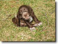 Anglick� Kokr�pan�l