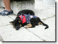 �t�n�tka v lacl���ch